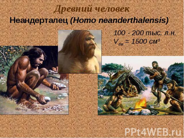 Древний человек Неандерталец (Homo neanderthalensis) 100 - 200 тыс. л.н. Vгм = 1500 см3