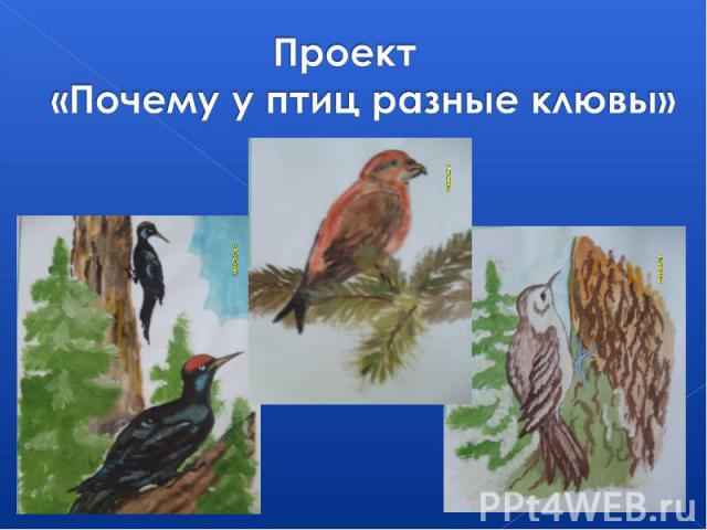 Проект «Почему у птиц разные клювы»