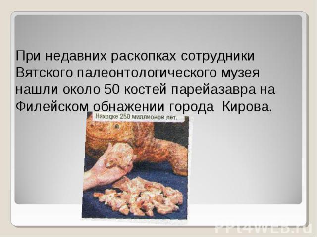 При недавних раскопках сотрудники Вятского палеонтологического музея нашли около 50 костей парейазавра на Филейском обнажении города Кирова.