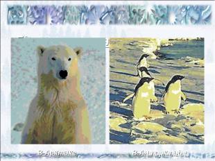 Где живут эти животные? В Антарктиде В Арктике
