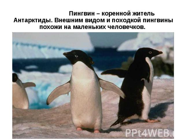 Пингвин – коренной житель Антарктиды. Внешним видом и походкой пингвины похожи на маленьких человечков.