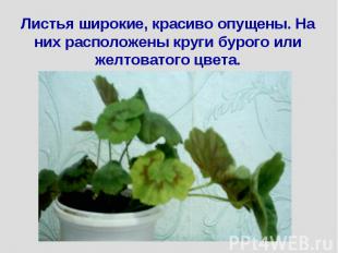 Листья широкие, красиво опущены. На них расположены круги бурого или желтоватого