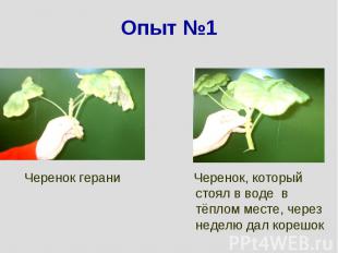 Опыт №1 Черенок герани Черенок, который стоял в воде в тёплом месте, через недел