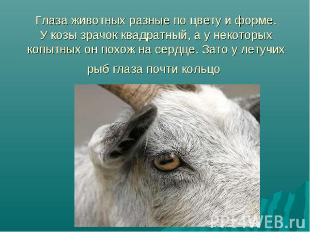 Глаза животных разные по цвету и форме. У козы зрачок квадратный, а у некоторых копытных он похож на сердце. Зато у летучих рыб глаза почти кольцо