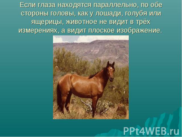 Если глаза находятся параллельно, по обе стороны головы, как у лошади, голубя или ящерицы, животное не видит в трёх измерениях, а видит плоское изображение.