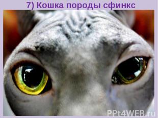 7) Кошка породы сфинкс