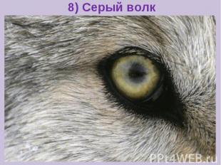 8) Серый волк