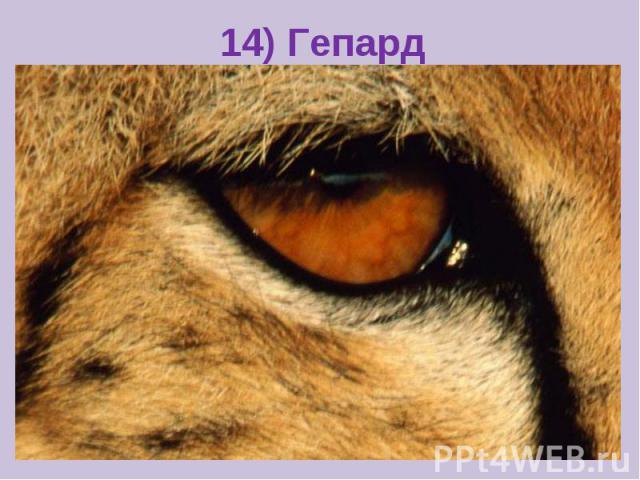 14) Гепард