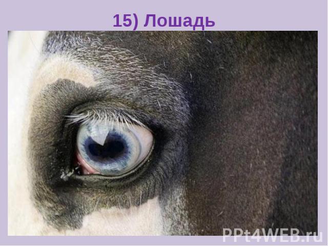 15) Лошадь
