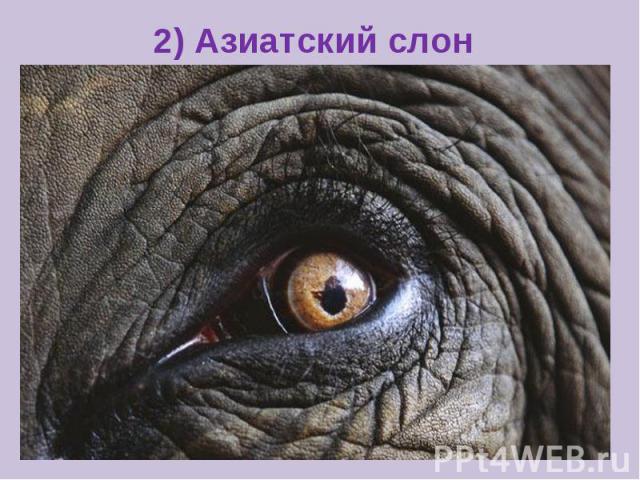 2) Азиатский слон