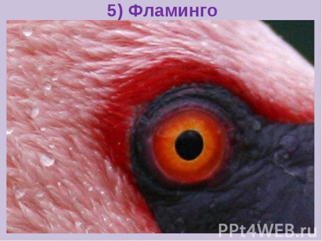 5) Фламинго