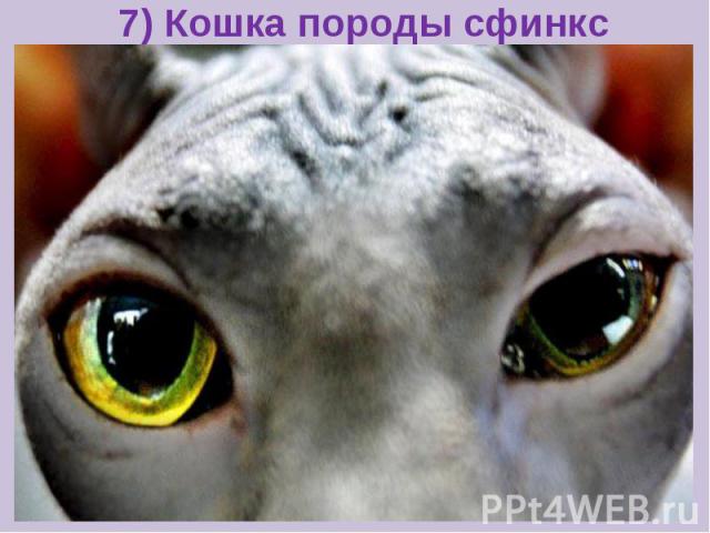 7) Кошка породы сфинкс