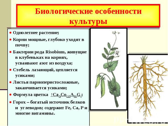 Биологические особенности культуры ● Однолетнее растение; ● Корни мощные, глубоко уходят в почву; ● Бактерии рода Risobium, живущие в клубеньках на корнях, усваивают азот из воздуха; ● Стебель лазающий, цепляется усиками; ● Листья парноперистосложны…