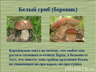 Белый гриб (боровик) Боровиками зовут их потому, что любят они расти в сосновых