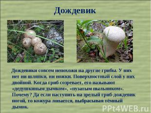 Дождевик Дождевики совсем непохожи на другие грибы. У них нет ни шляпки, ни ножк