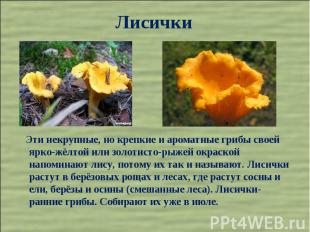 Лисички Эти некрупные, но крепкие и ароматные грибы своей ярко-жёлтой или золоти