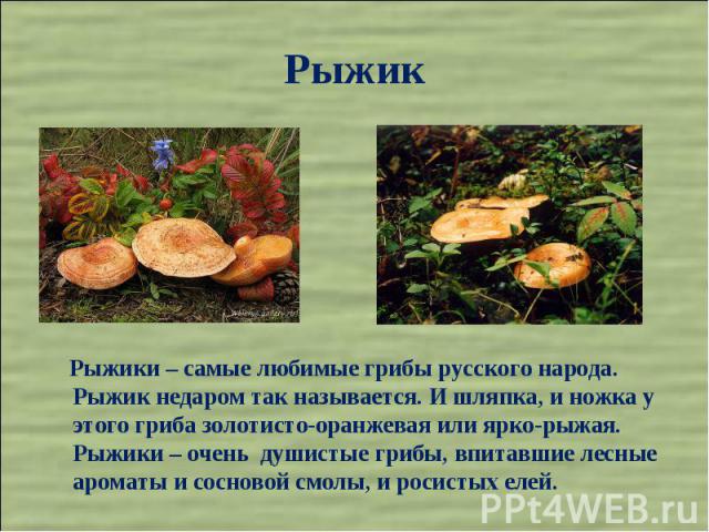 Рыжик Рыжики – самые любимые грибы русского народа. Рыжик недаром так называется. И шляпка, и ножка у этого гриба золотисто-оранжевая или ярко-рыжая. Рыжики – очень душистые грибы, впитавшие лесные ароматы и сосновой смолы, и росистых елей.