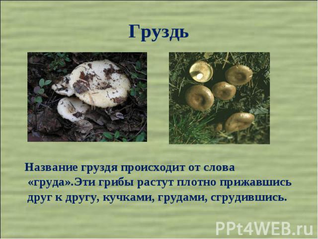 Груздь Название груздя происходит от слова «груда».Эти грибы растут плотно прижавшись друг к другу, кучками, грудами, сгрудившись.