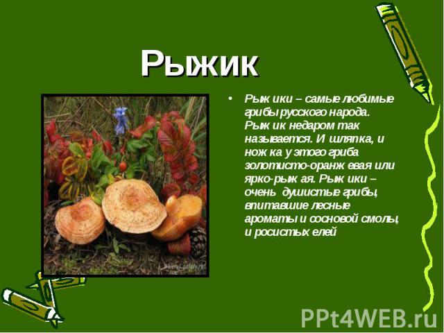 Рыжик Рыжики – самые любимые грибы русского народа. Рыжик недаром так называется. И шляпка, и ножка у этого гриба золотисто-оранжевая или ярко-рыжая. Рыжики – очень душистые грибы, впитавшие лесные ароматы и сосновой смолы, и росистых елей