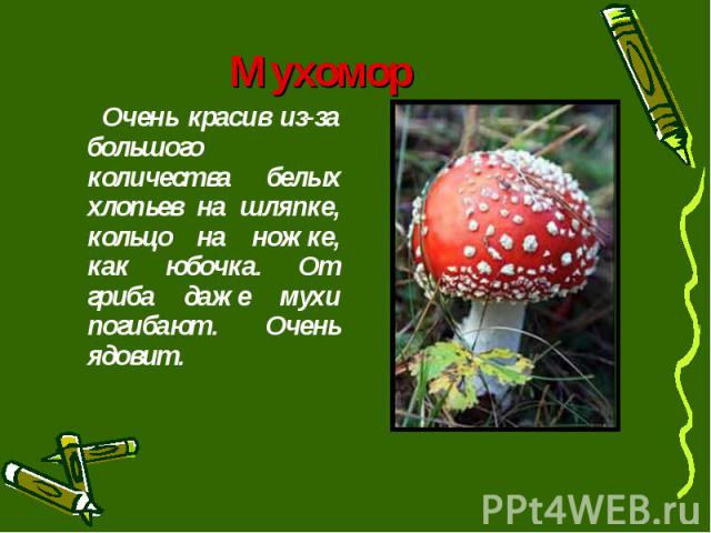 Мухомор Очень красив из-за большого количества белых хлопьев на шляпке, кольцо на ножке, как юбочка. От гриба даже мухи погибают. Очень ядовит.