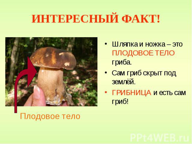 ИНТЕРЕСНЫЙ ФАКТ! Шляпка и ножка – это ПЛОДОВОЕ ТЕЛО гриба. Сам гриб скрыт под землёй. ГРИБНИЦА и есть сам гриб!