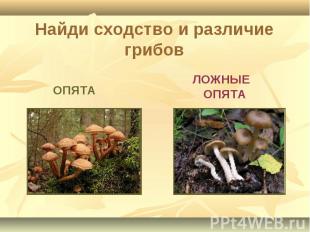 Найди сходство и различие грибов ОПЯТА ЛОЖНЫЕ ОПЯТА
