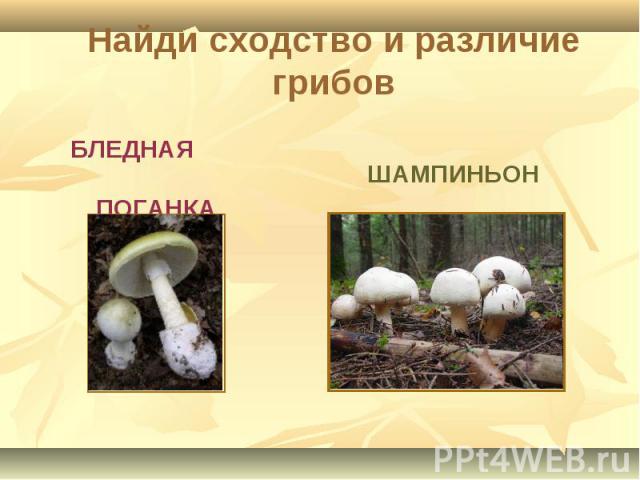 Найди сходство и различие грибов БЛЕДНАЯ ПОГАНКА ШАМПИНЬОН