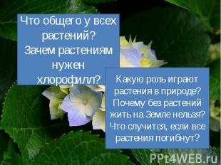 Что общего у всех растений? Зачем растениям нужен хлорофилл? Какую роль играют р