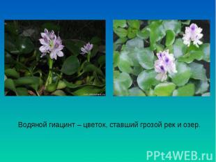 Водяной гиацинт – цветок, ставший грозой рек и озер.