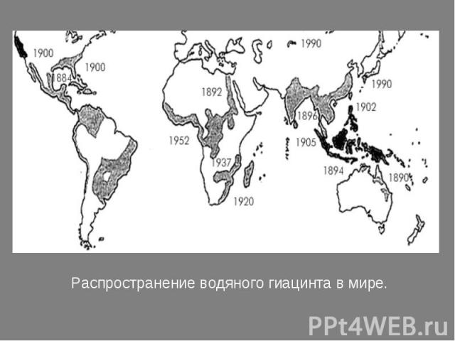 Распространение водяного гиацинта в мире.