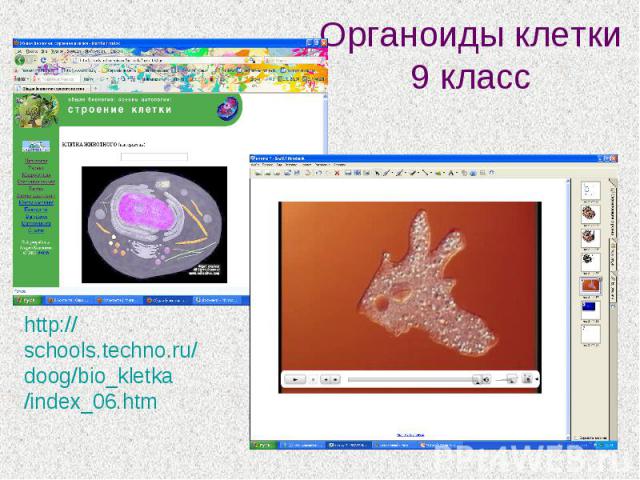 Органоиды клетки 9 классhttp://schools.techno.ru/doog/bio_kletka/index_06.htm