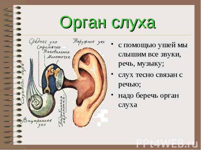 Орган слухас помощью ушей мы слышим все звуки, речь, музыку; слух тесно связан с речью; надо беречь орган слуха