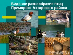 Видовое разнообразие птиц Приморско-Ахтарского района