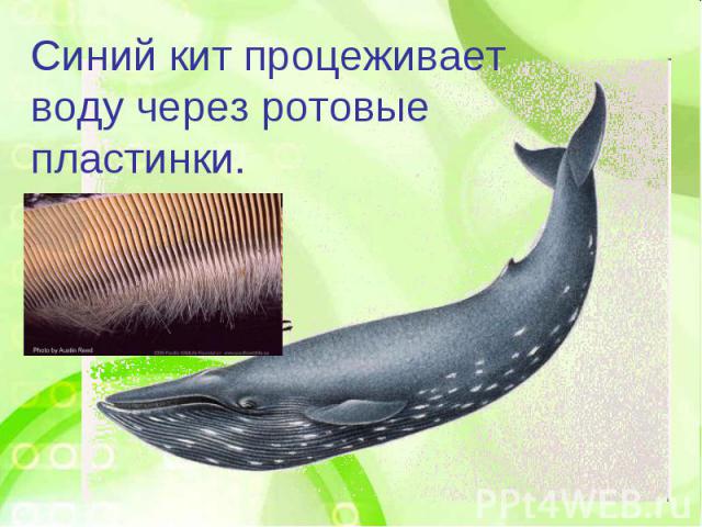 Синий кит процеживает воду через ротовые пластинки.