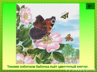 Тонким хоботком бабочка пьёт цветочный нектар.