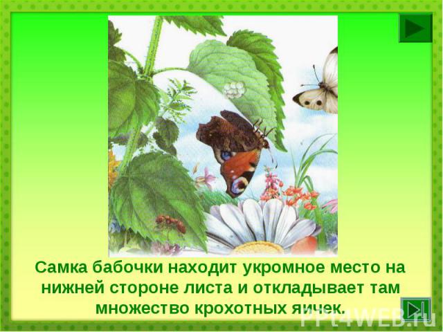 Самка бабочки находит укромное место на нижней стороне листа и откладывает там множество крохотных яичек.