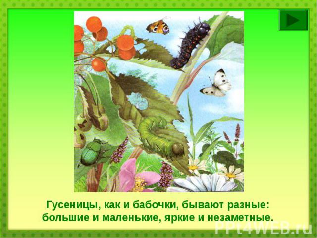 Гусеницы, как и бабочки, бывают разные: большие и маленькие, яркие и незаметные.