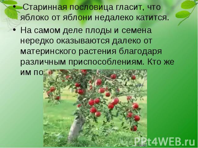 Старинная пословица гласит, что яблоко от яблони недалеко катится. На самом деле плоды и семена нередко оказываются далеко от материнского растения благодаря различным приспособлениям. Кто же им помогает?