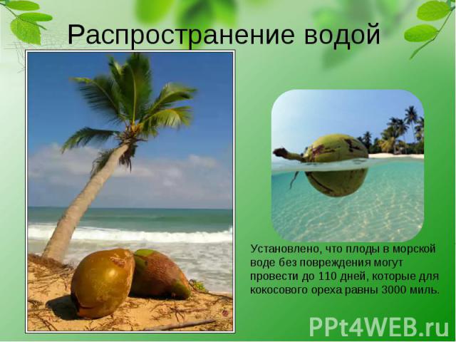 Распространение водой Установлено, что плоды в морской воде без повреждения могут провести до 110 дней, которые для кокосового ореха равны 3000 миль.