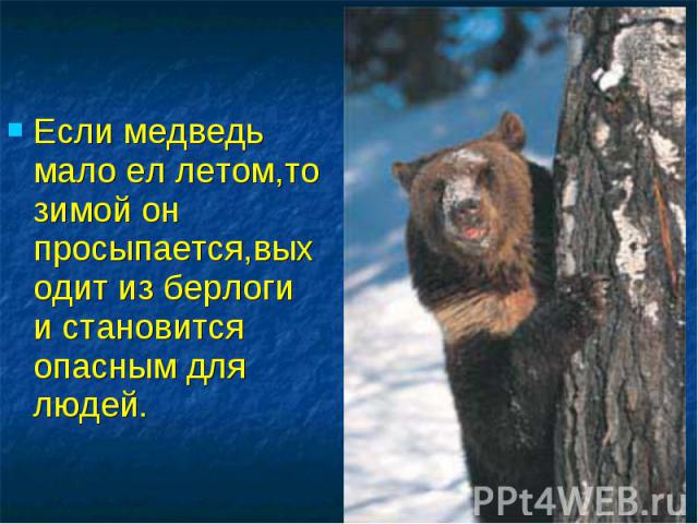 Если медведь мало ел летом,то зимой он просыпается,выходит из берлоги и становится опасным для людей.