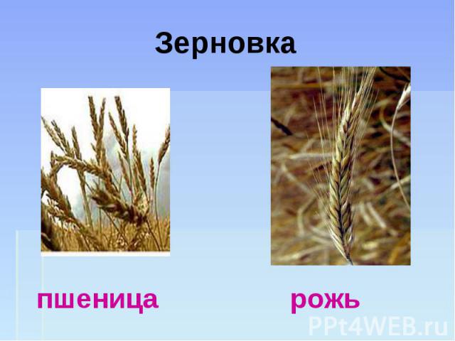 Зерновка пшеница рожь