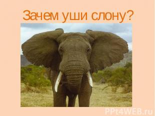 Зачем уши слону?