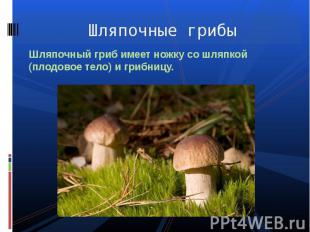 Шляпочные грибы Шляпочный гриб имеет ножку со шляпкой (плодовое тело) и грибницу