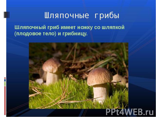 Шляпочные грибы Шляпочный гриб имеет ножку со шляпкой (плодовое тело) и грибницу.