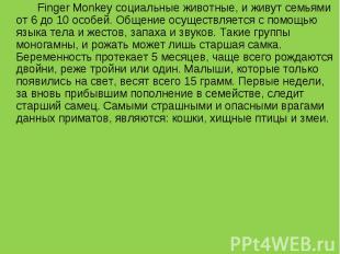 Finger Monkey социальные животные, и живут семьями от 6 до 10 особей. Общение ос
