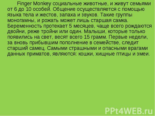 Finger Monkey социальные животные, и живут семьями от 6 до 10 особей. Общение осуществляется с помощью языка тела и жестов, запаха и звуков. Такие группы моногамны, и рожать может лишь старшая самка. Беременность протекает 5 месяцев, чаще всего рожд…