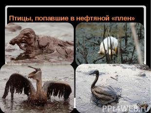 Птицы, попавшие в нефтяной «плен»