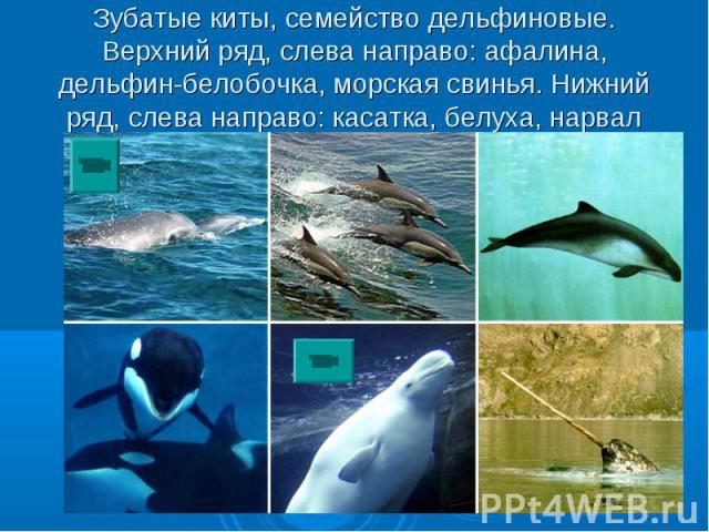Зубатые киты, семейство дельфиновые. Верхний ряд, слева направо: афалина, дельфин-белобочка, морская свинья. Нижний ряд, слева направо: касатка, белуха, нарвал