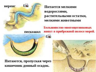 Питается мелкими водорослями, растительными остатки, мелкими животными Большинст