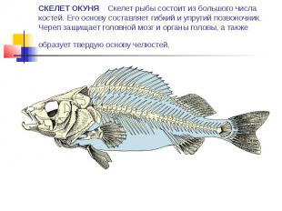 СКЕЛЕТ ОКУНЯ Скелет рыбы состоит из большого числа костей. Его основу составляет